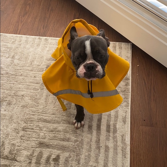 Yellow dog rain jacket - Picture 2 of 6